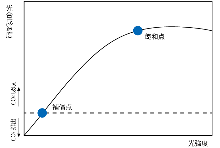 光の飽和点