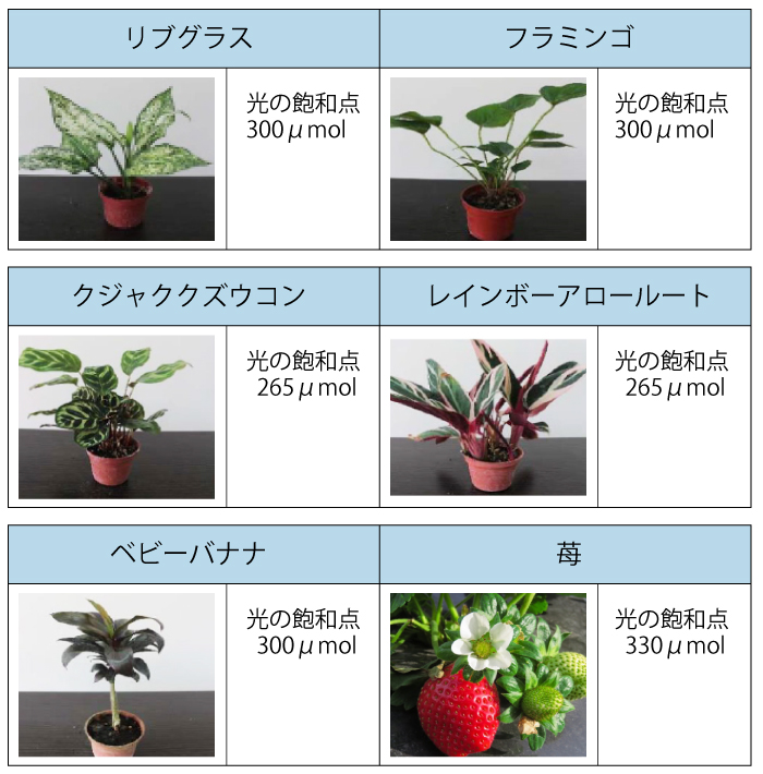 観葉植物の光飽和点