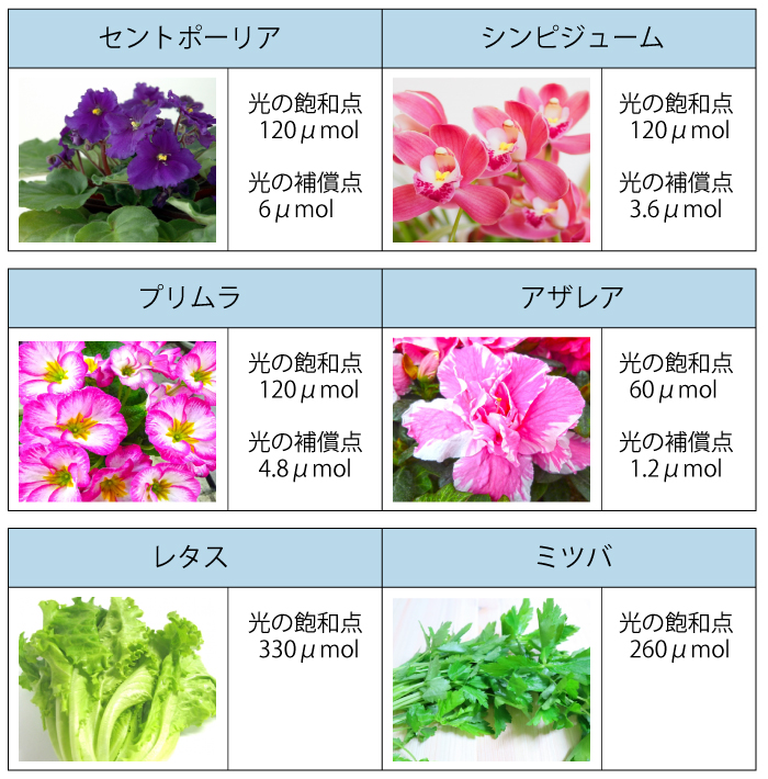 観葉植物の光飽和点